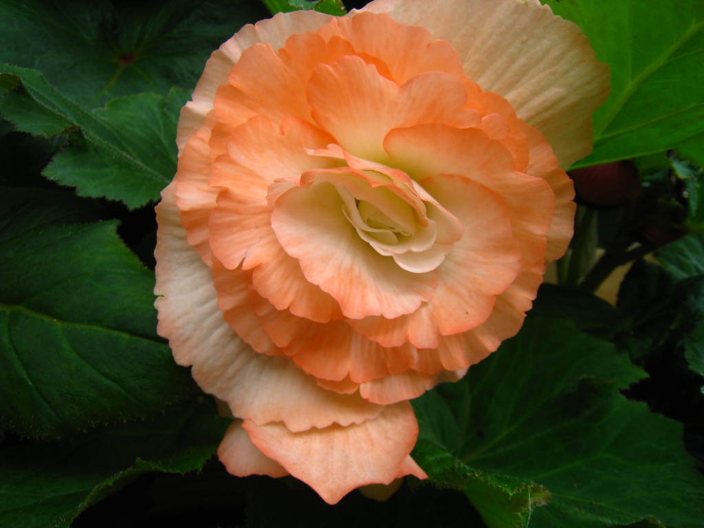 B. ‘Salmon Delight’